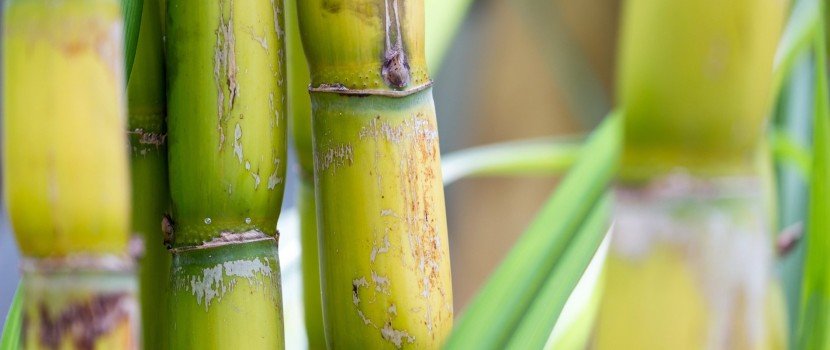 Conheça o plástico biodegradável feito com cana-de-açúcar 