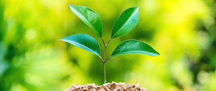 O que é bioenergia? Seu impacto ambiental e aplicações 