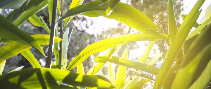 Entenda a produção de etanol de milho no Brasil